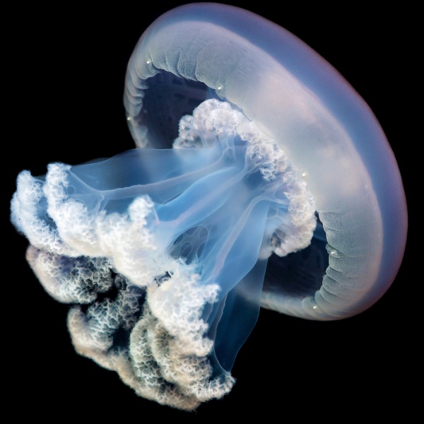jellyfish.jpeg
